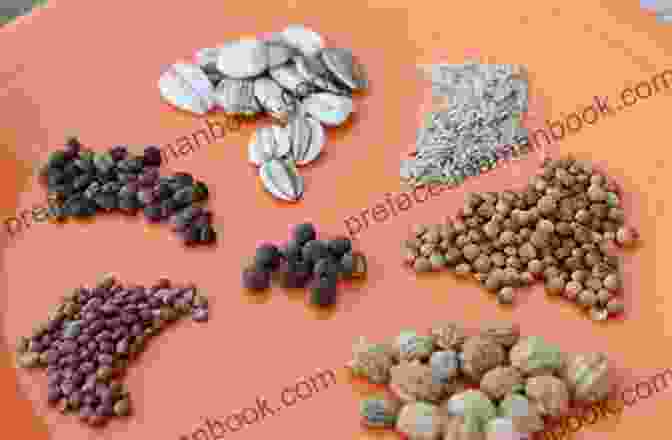 A Close Up Photo Of A Variety Of Plant Seeds Plants : Reproduction In Plants (Science)