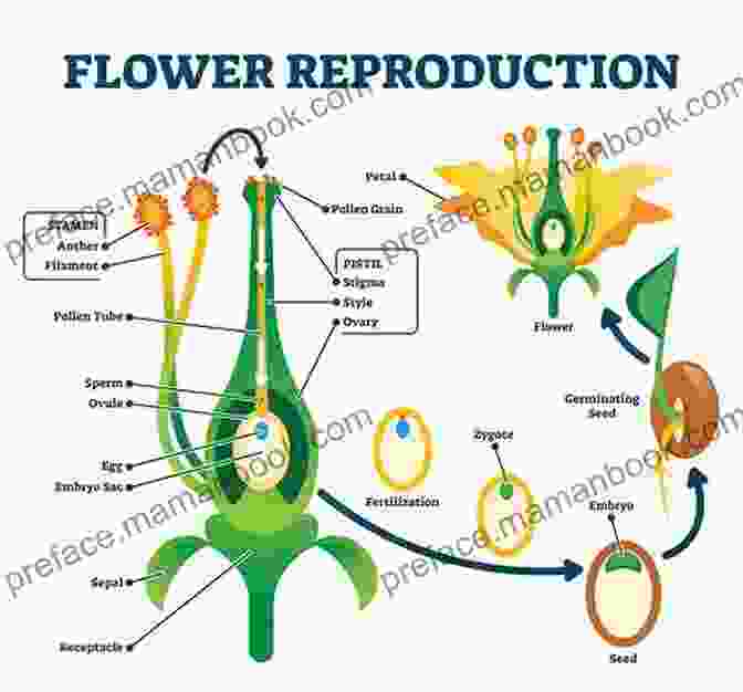 A Collage Of Images Depicting Various Forms Of Plant Reproduction, Such As Pollination, Seed Dispersal, And Vegetative Reproduction Plants : Reproduction In Plants (Science)