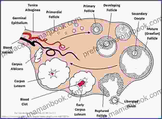 A Cross Sectional Diagram Of An Ovule Plants : Reproduction In Plants (Science)