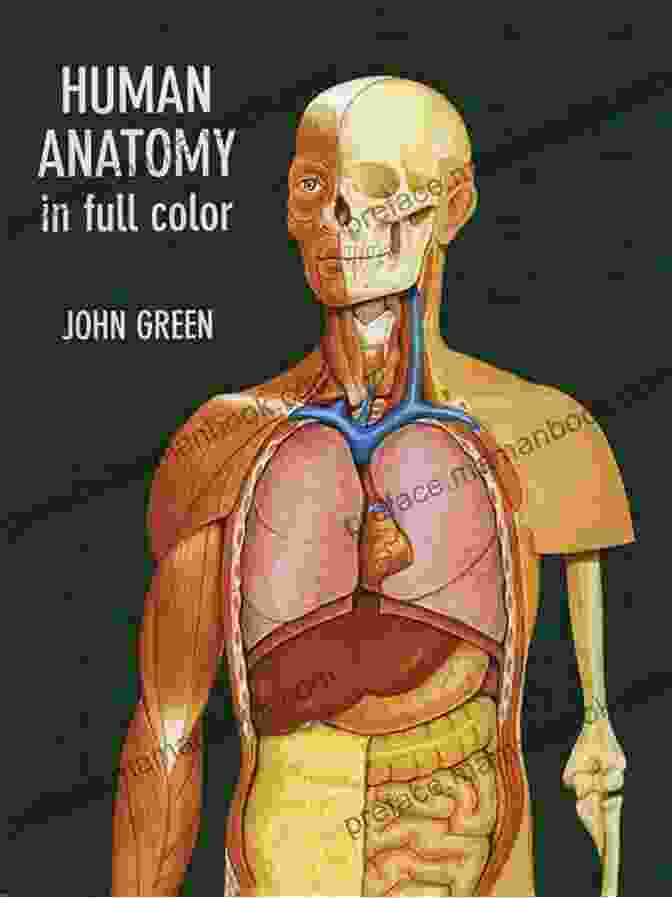 A Highly Detailed And Colorful Illustration Of The Human Anatomy, Showcasing The Intricate Network Of Muscles, Bones, Organs, And Systems That Compose Our Physical Form. These Are Our Bodies:Primary Parent Book: Talking Faith Sexuality At Church Home