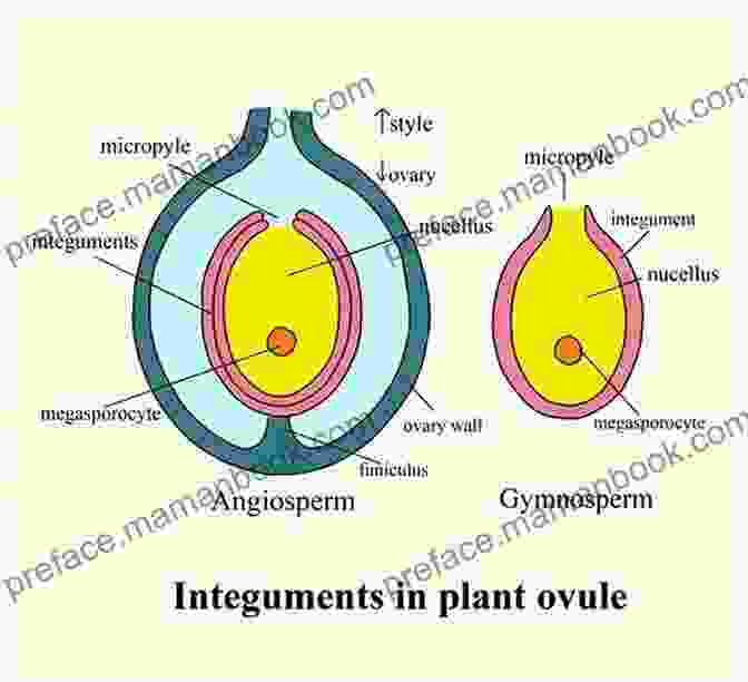 A Microscopic View Of Fertilization In A Plant Ovule Plants : Reproduction In Plants (Science)