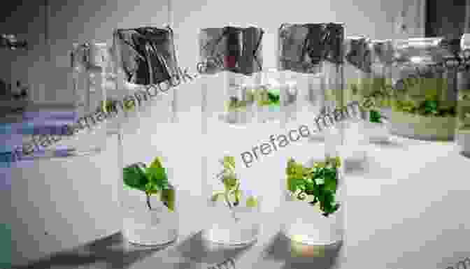 A Photo Of A Tissue Culture Lab With Trays Of Plantlets Plants : Reproduction In Plants (Science)