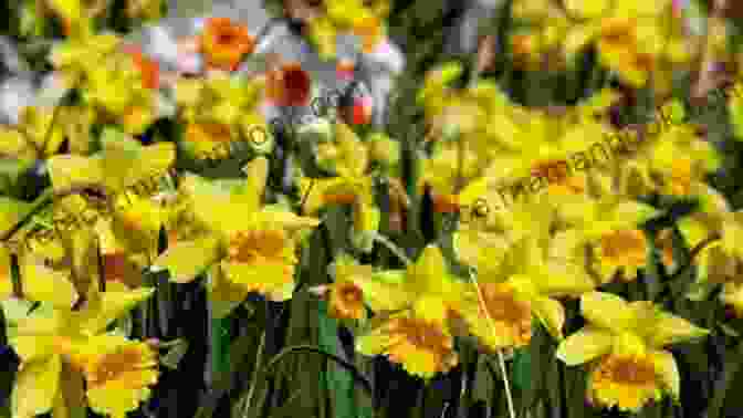 A Vibrant Meadow Filled With Golden Daffodils, Swaying Gently In The Wind. William Blake: The Very Best Poems From One Of The Most Important Figures Of The Romantic Age (The Great Poets)