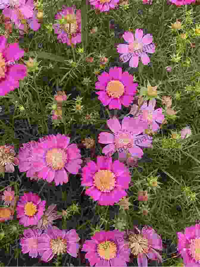 A Vibrant Pack Of Pink Cosmos Seeds, Promising A Kaleidoscope Of Blooms A Pack Of Pink Cosmos Seeds The Wide Ocean And Most Of The Cars At Wal Mart: Haiku And Haibun For