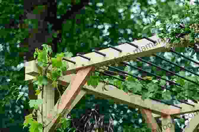 A Wooden Pergola With A Latticework Roof And Climbing Vines. Ultimate Guide: Decks 5th Edition: 30 Projects To Plan Design And Build