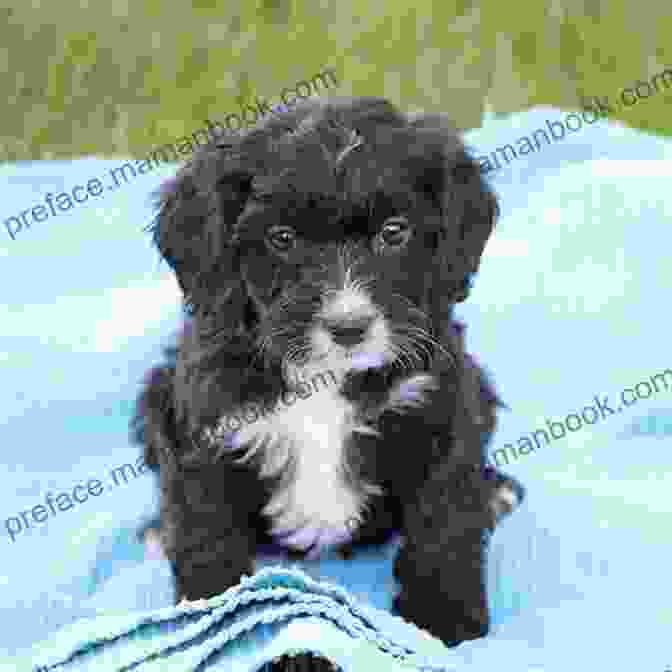 An Adorable Newfypoo Puppy With A Fluffy White And Black Coat King Of The Doodles: The Newfypoo: Falling In Love With The Newfypoo Breed