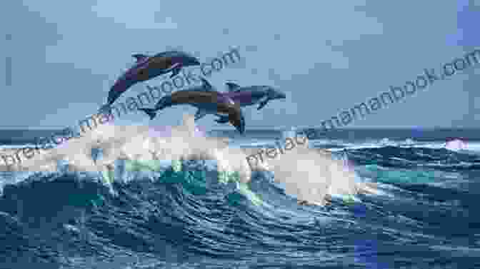 Group Of Dolphins Swimming Alongside The Boat, Leaping And Playing In The Water Wild Impact: A Coastal Caribbean Adventure (Tyson Wild Thriller 15)