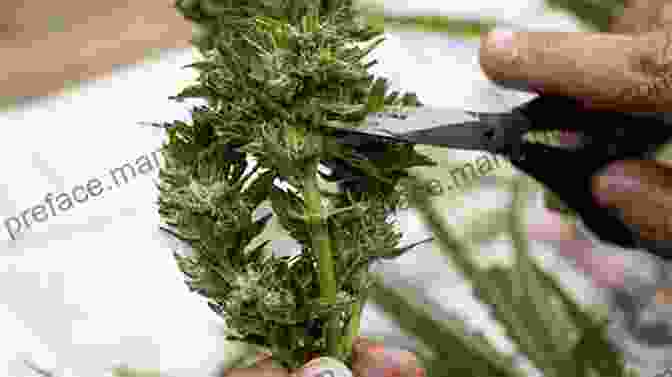Justin Griswell Harvesting Cannabis Plants Harvesting Curing 2nd Edition Justin Griswell